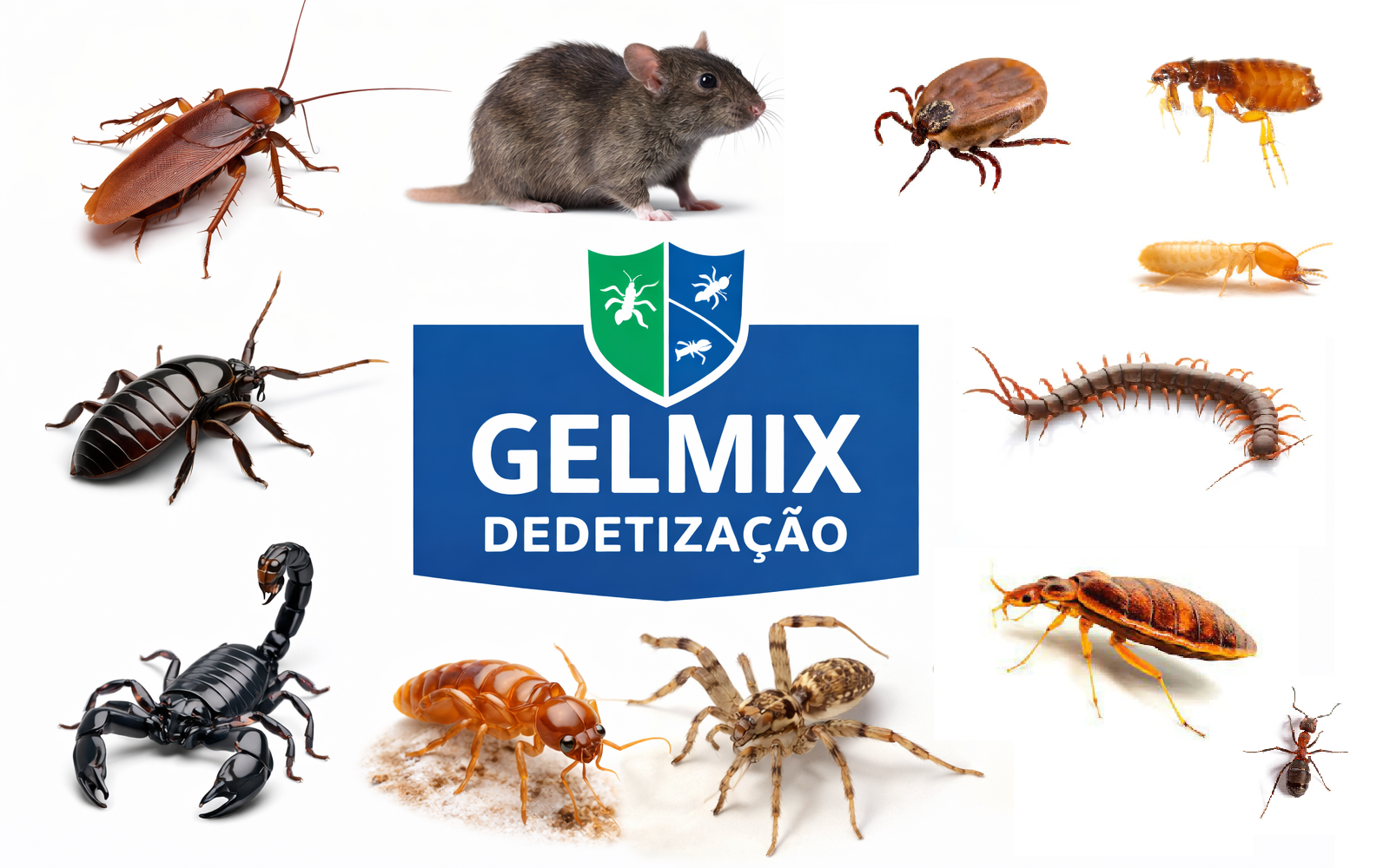 Dedetização na Ilha do Governador